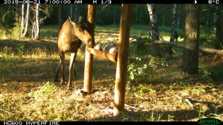 мордовский заповедник, Фотоловушка, Лось у солонца.JPG